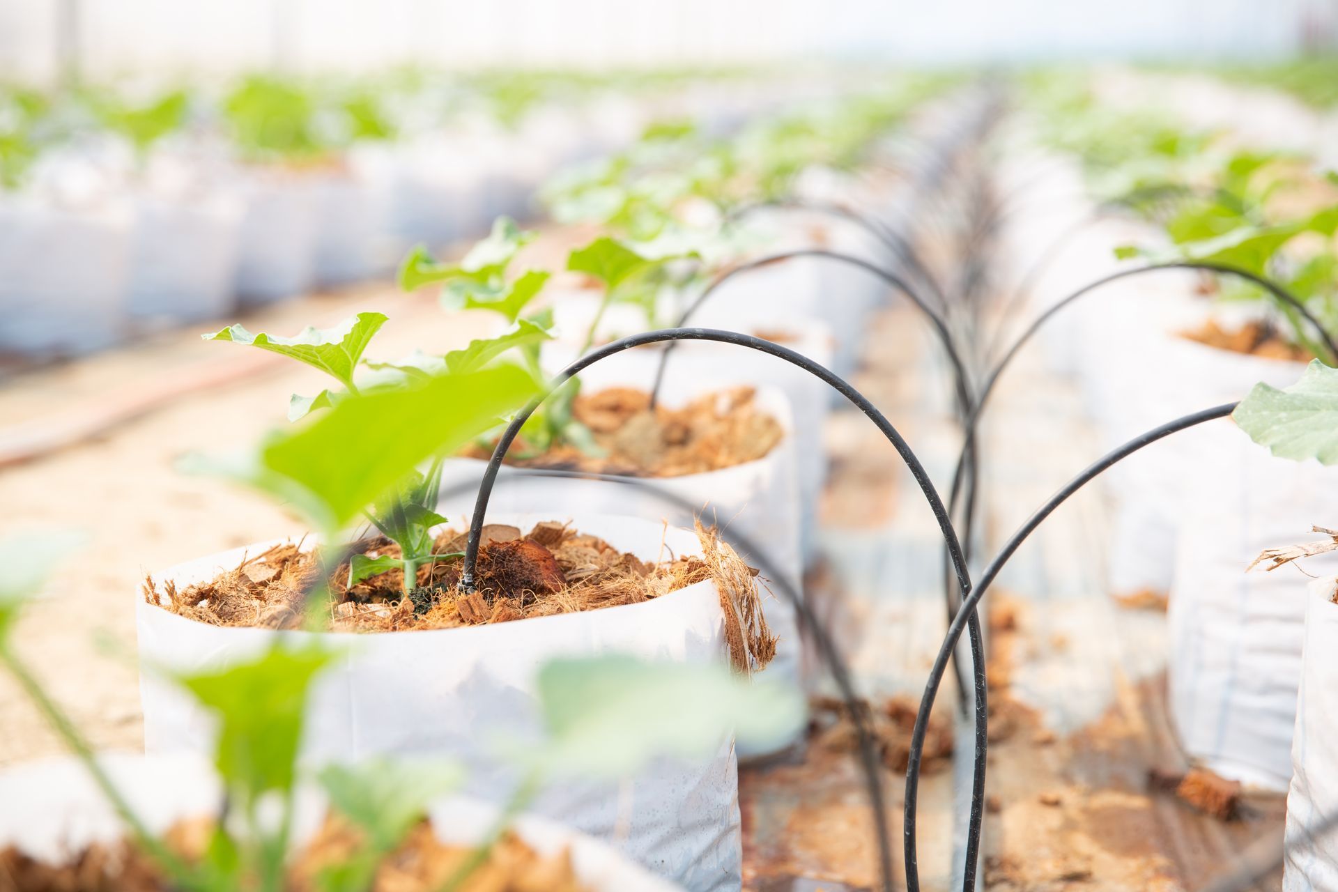 Rows of young plants in white bags within a greenhouse, with irrigation tubing arches.
