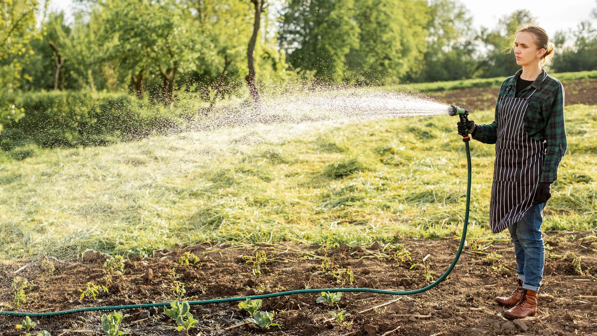 Person watering a garden with a hose. Green grass and trees in the background.