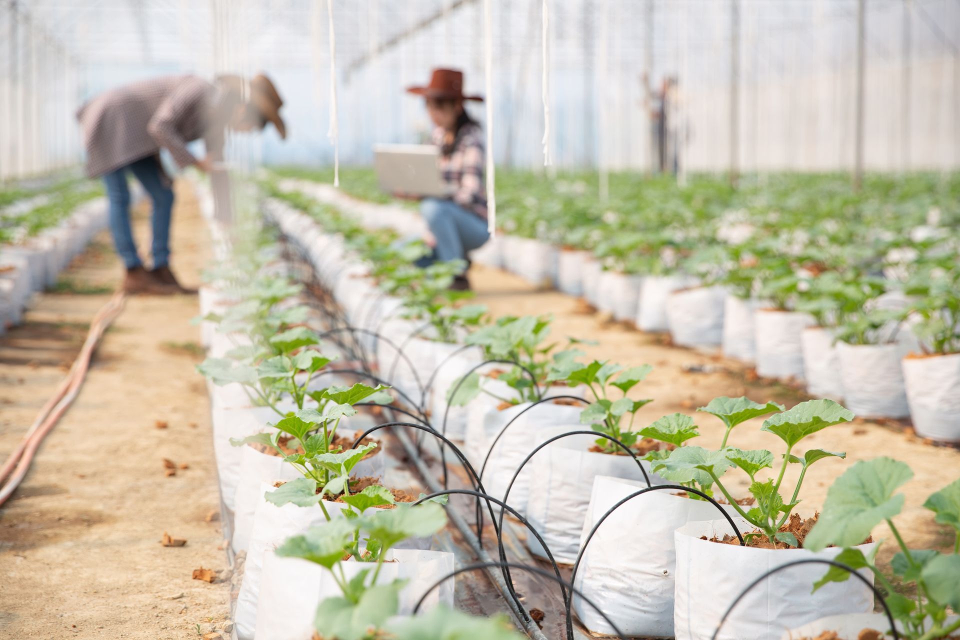 A group of people are working in a greenhouse.