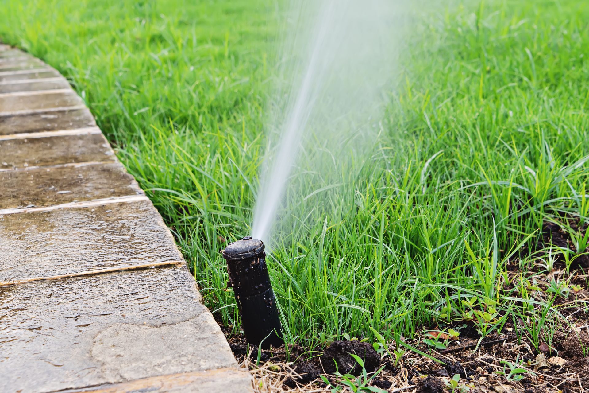 A sprinkler is spraying water on a lush green lawn next to a sidewalk.