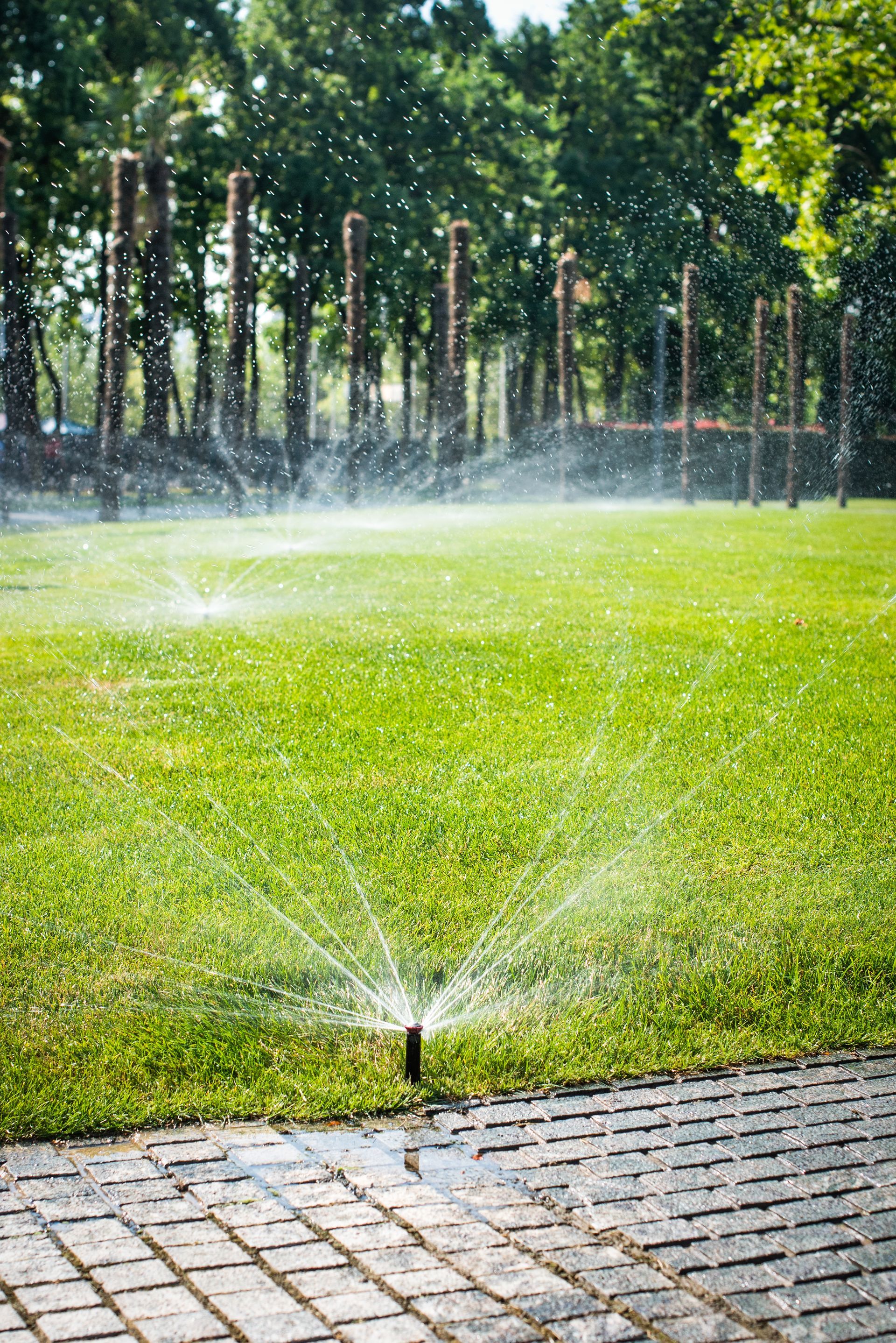 A sprinkler is spraying water on a lush green lawn.