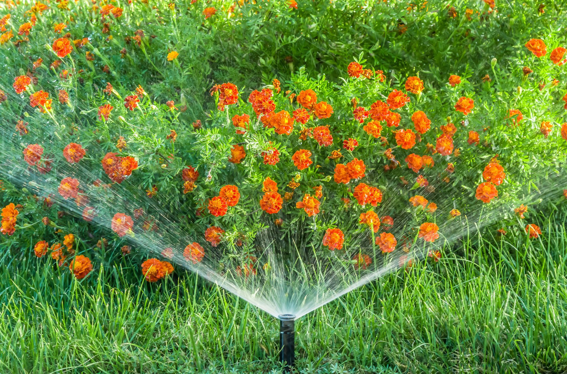 A sprinkler is spraying water on a lush green field of flowers.