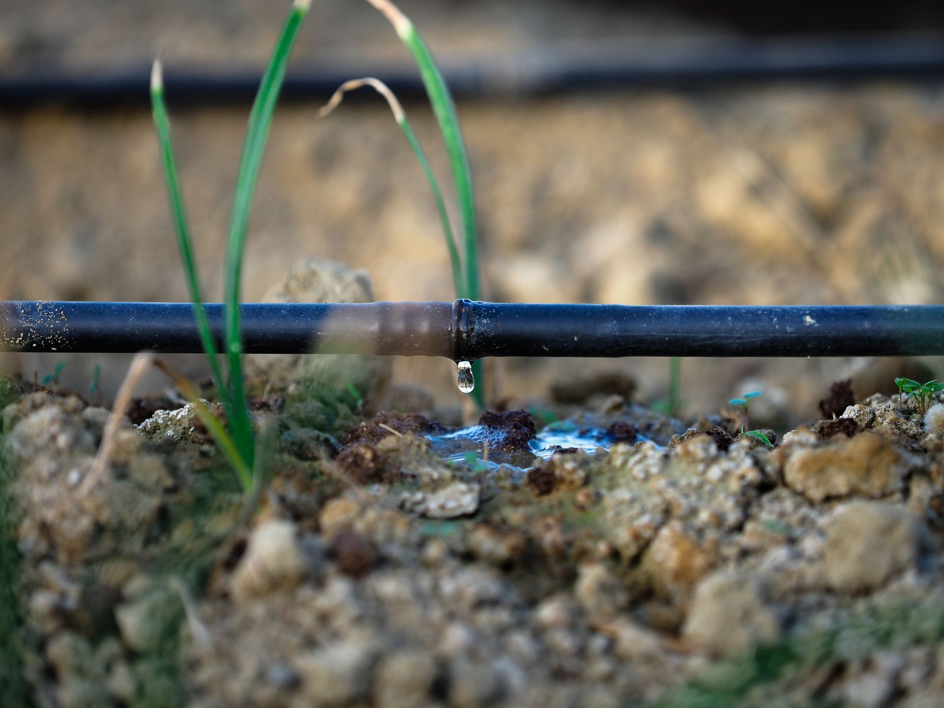 A close up of a drip irrigation system in a garden.