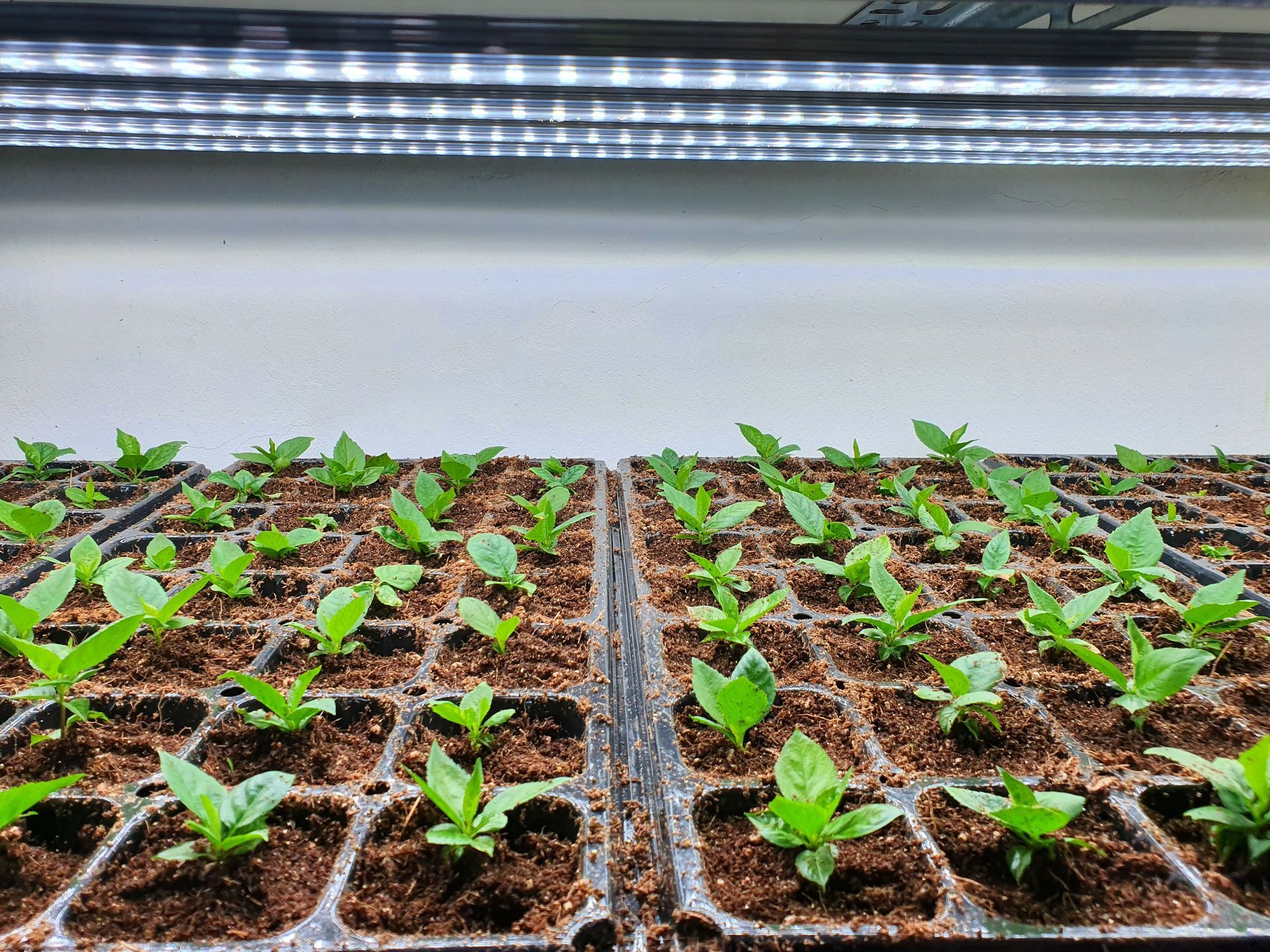 A tray of plants growing in a greenhouse under a light.