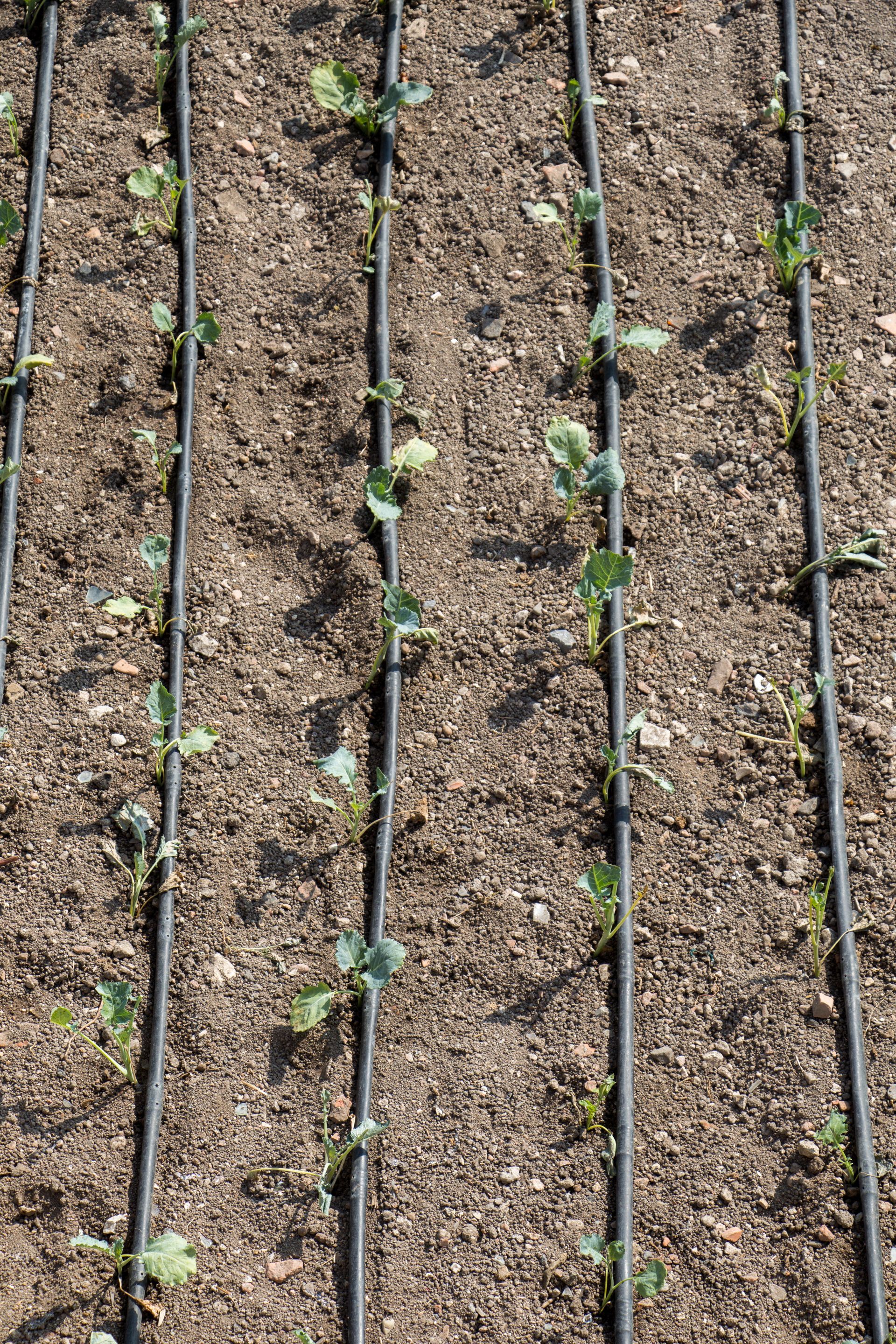 A row of plants growing in a garden with drip irrigation.