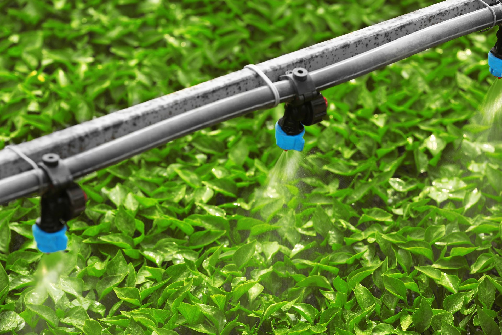 A hose is spraying water on a lush green field.