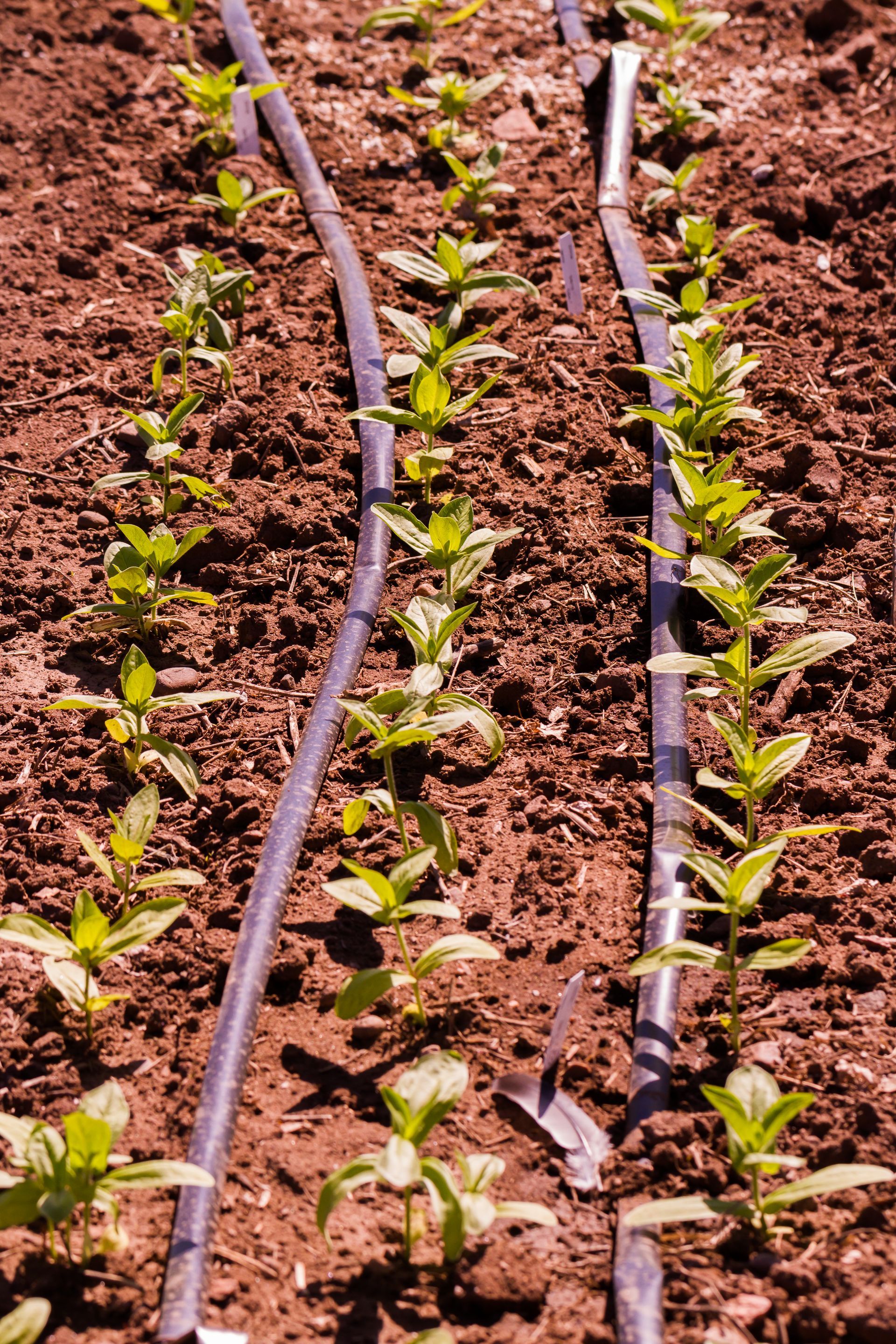 A row of plants growing in a garden next to a hose.