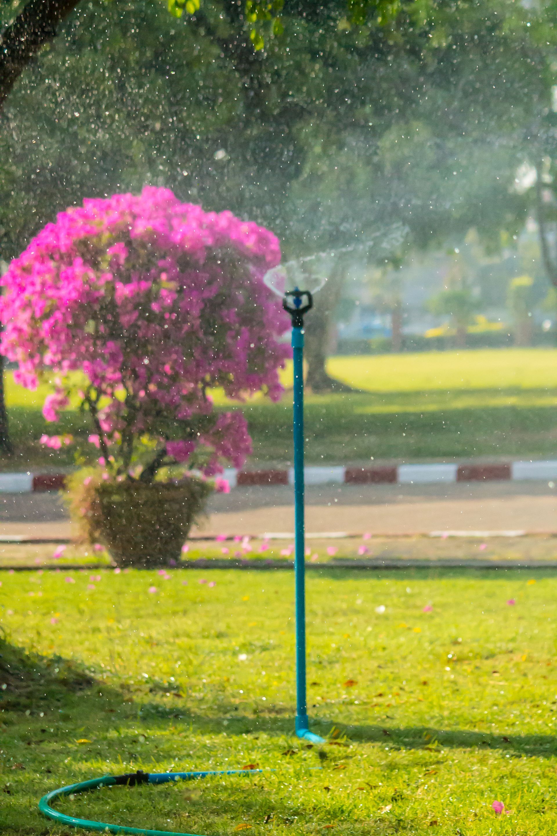 A sprinkler is spraying water on a purple flower in a park.
