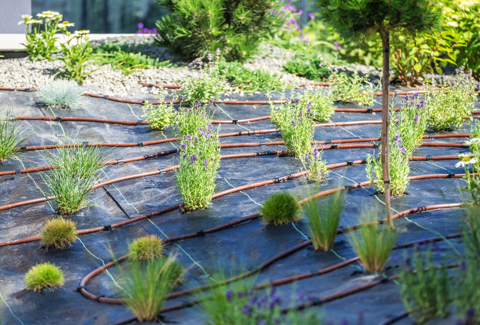 A labyrinth of plants and sprinklers in a garden.