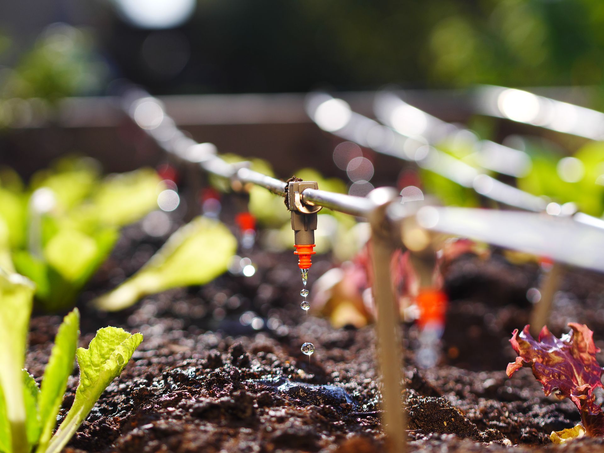 A close up of a sprinkler watering plants in a garden.