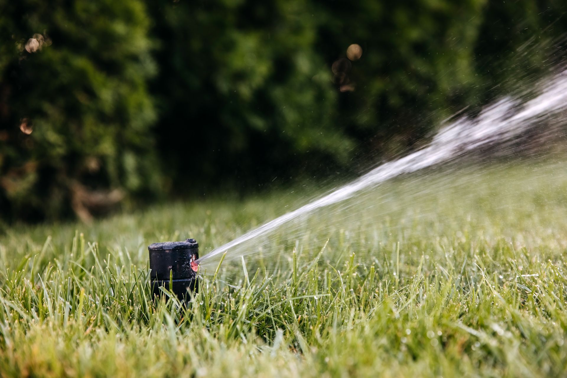 A sprinkler is spraying water on a lush green lawn.