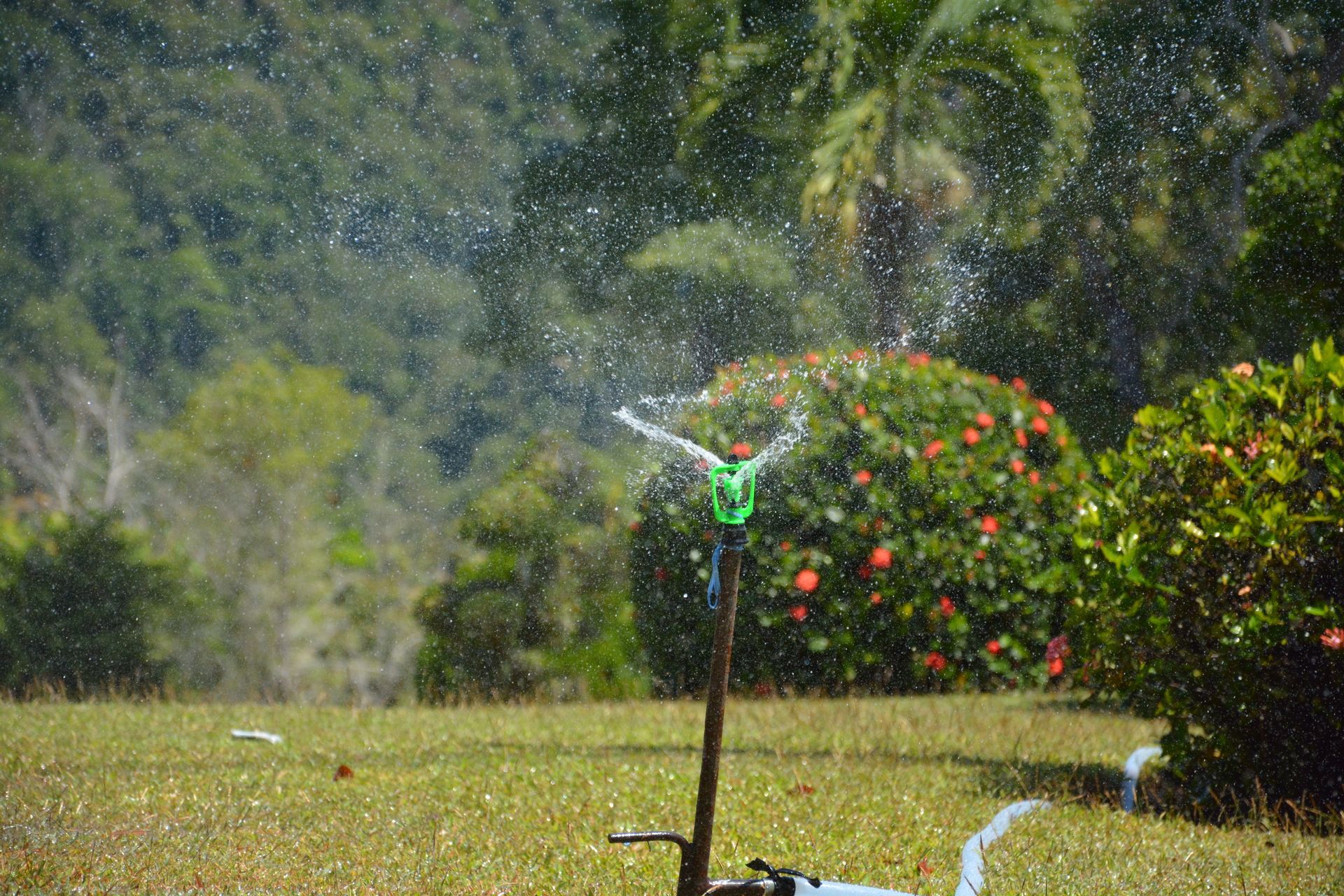 A sprinkler is spraying water on a lush green field.