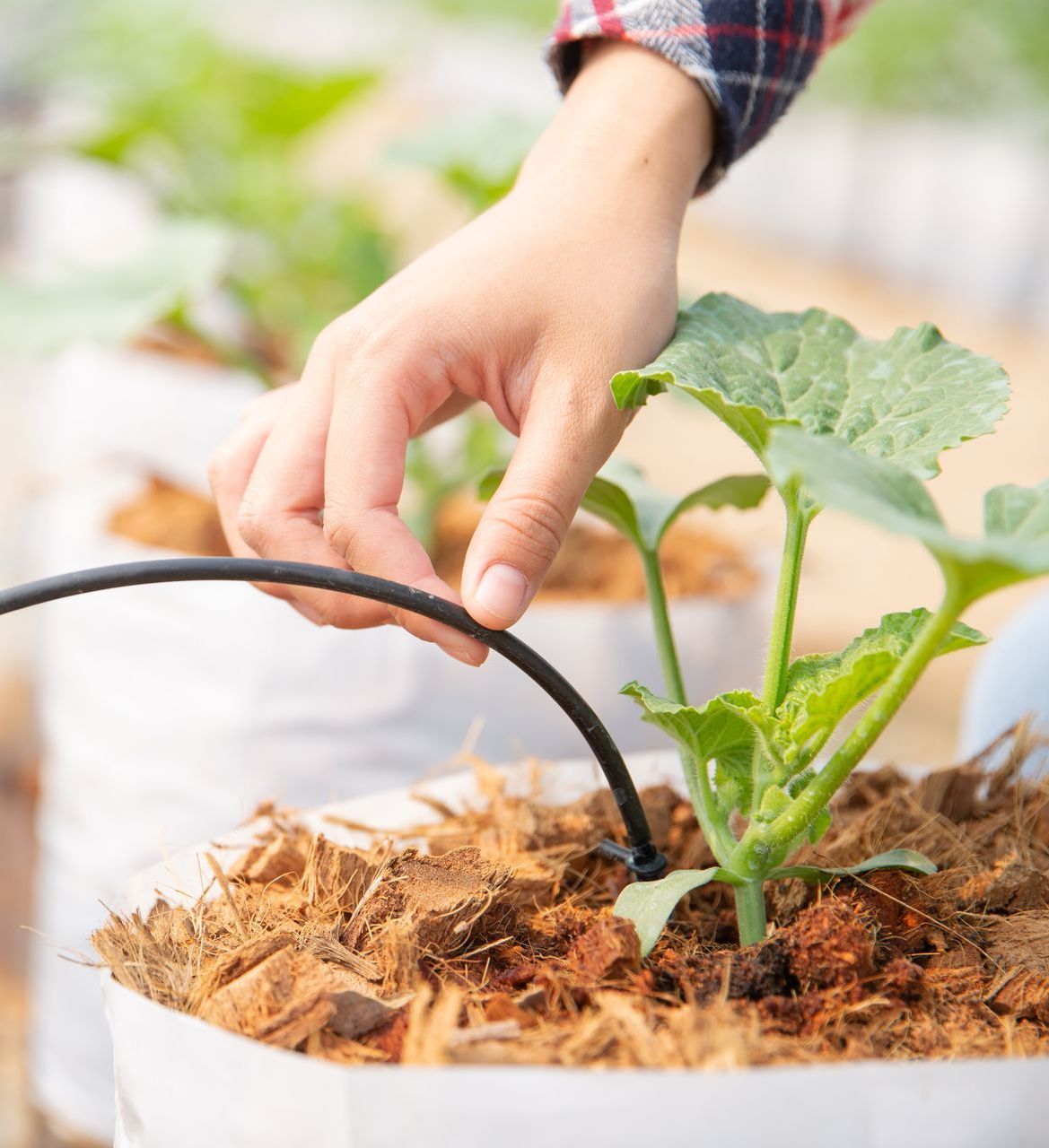 A group of people are working in a greenhouse.