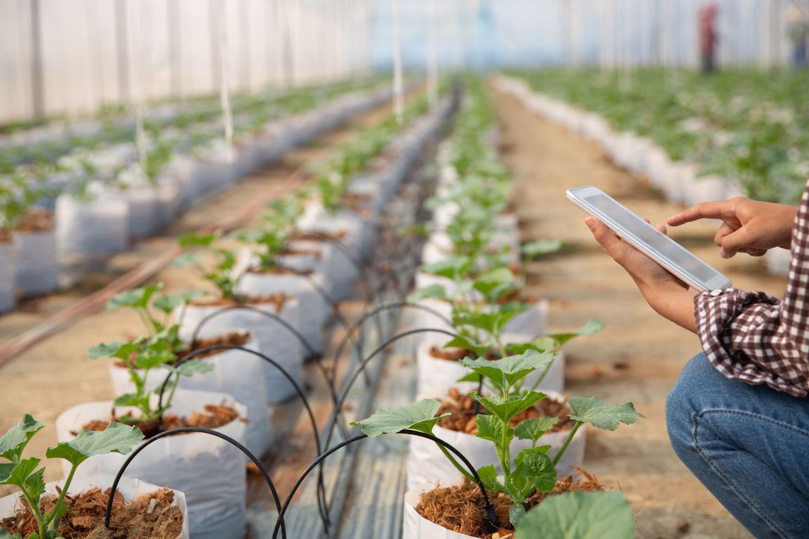 A person is using a tablet in a greenhouse.