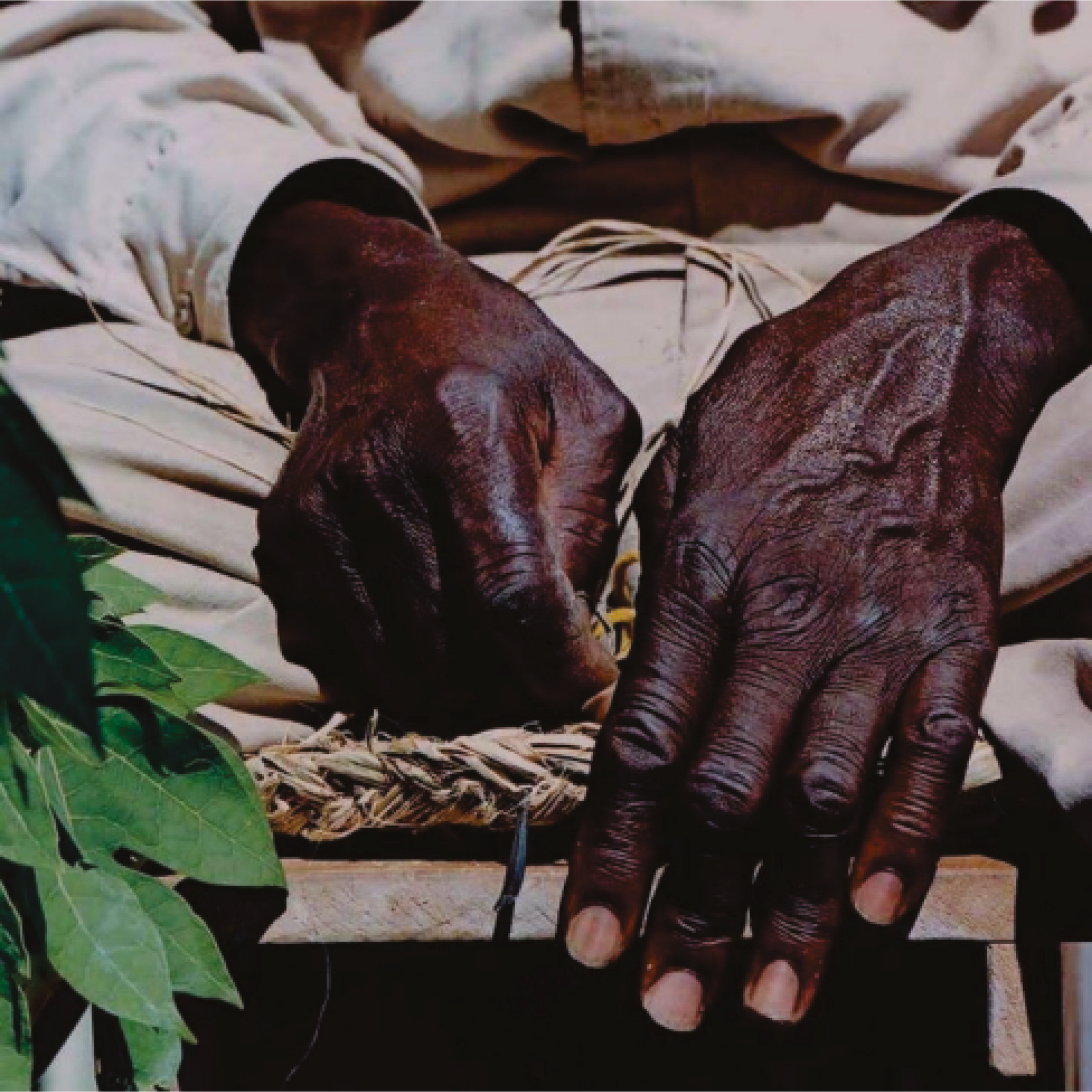 Close de mãos bronzeadas e desgastadas pelo tempo, apoiadas em um assento de palha. Elas estão no colo de uma pessoa,