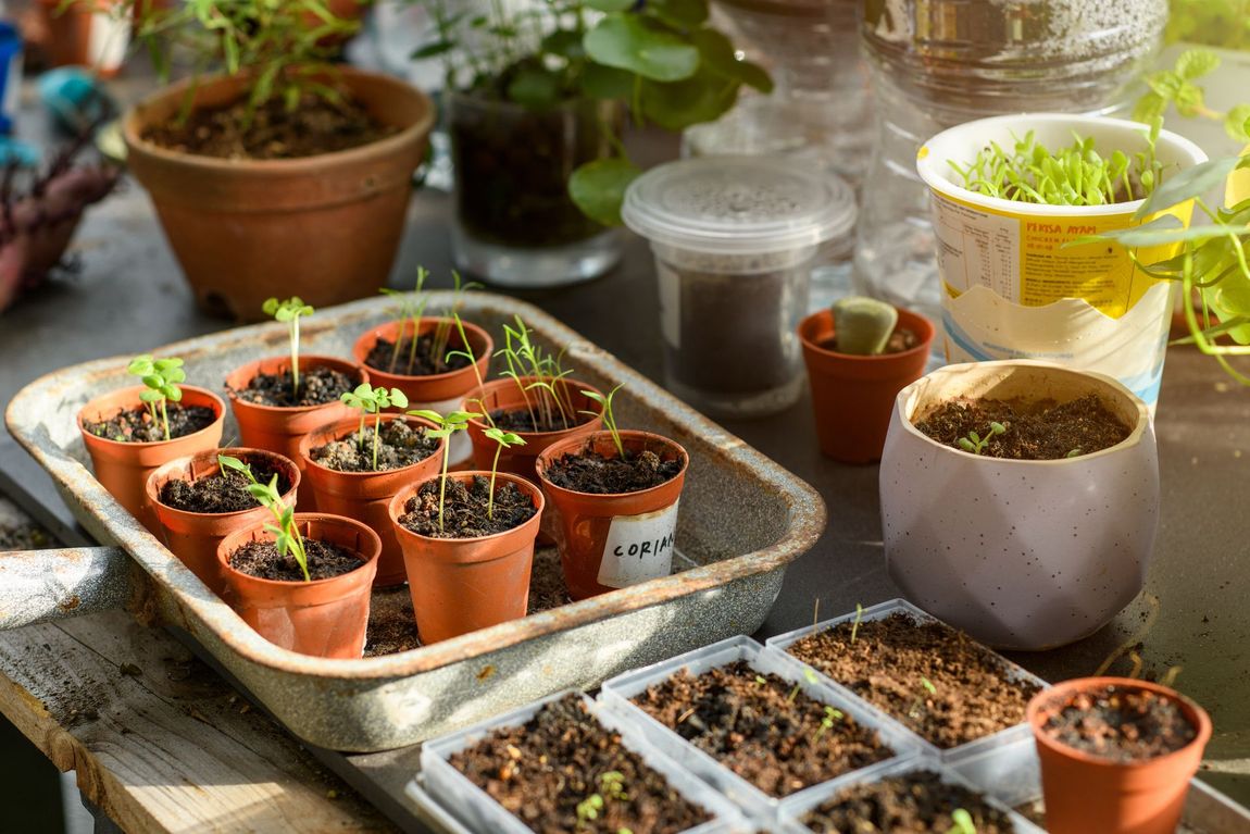 Seedlings in small pots on a tray, with other potted plants and containers, in a sunny setting.