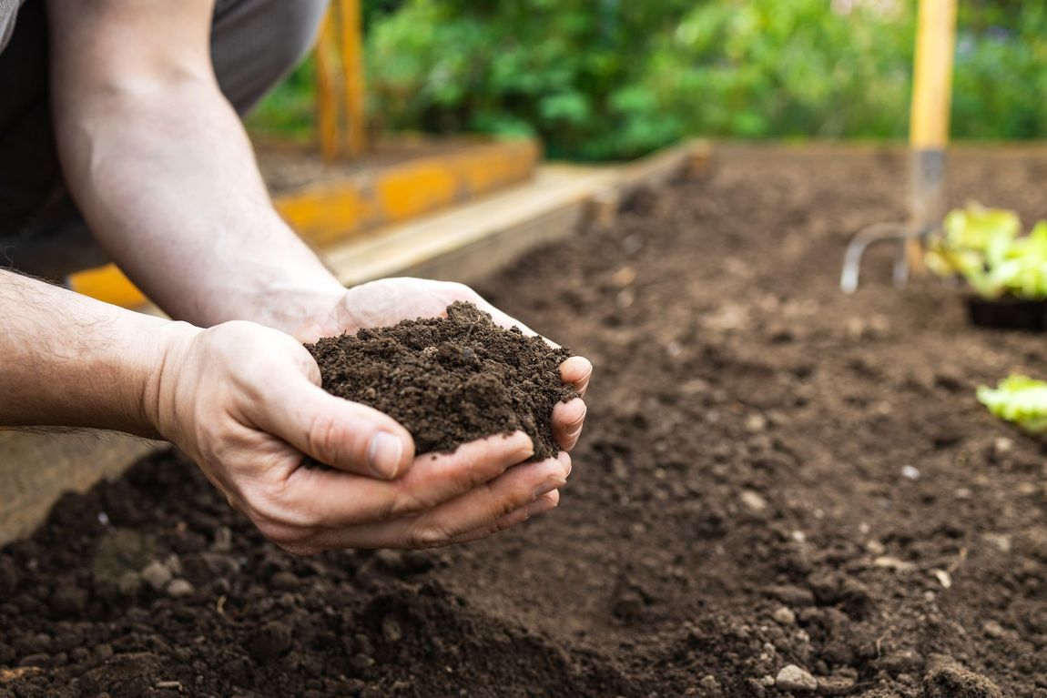 Hands holding dark, rich soil in a garden bed, preparing for planting.