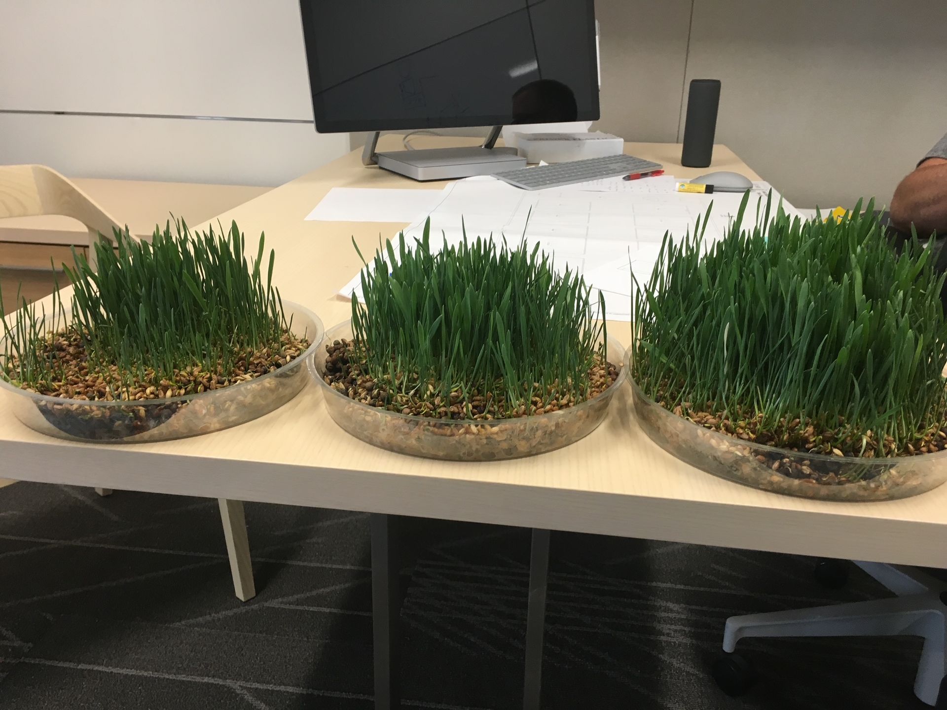 Seedlings in small, clear plastic cups filled with soil, inside.