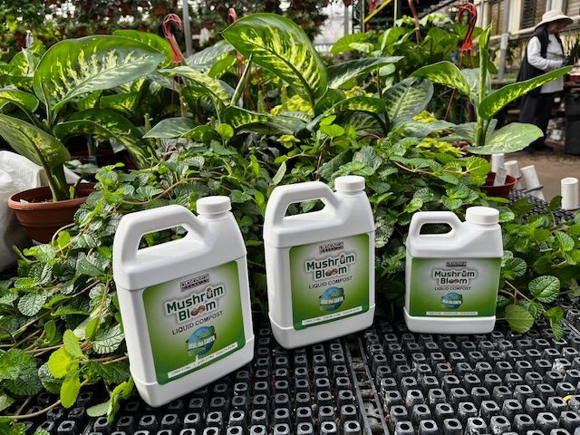Watering basil plants in a garden with a green hose, sunny outdoor setting. Watering basil plants in a garden with a green hose, sunny outdoor setting.