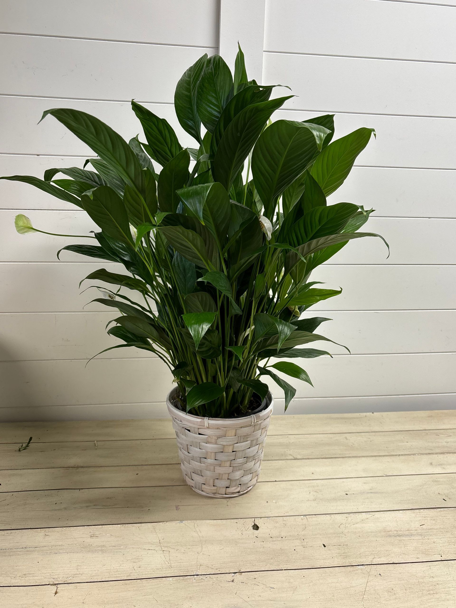 Small Peace Lilly Plant