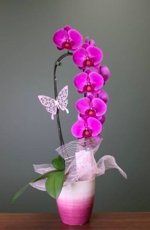 Mother's Day Waterfall Orchid