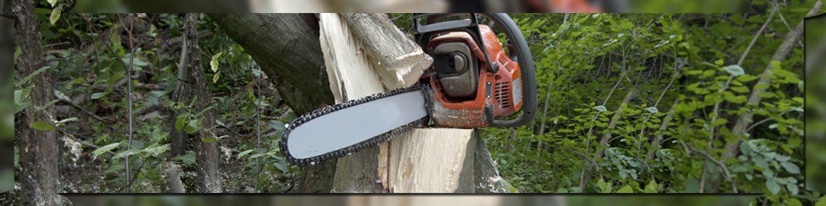 arbor barber tree services tree cutting arbor barber tree services tree cutting