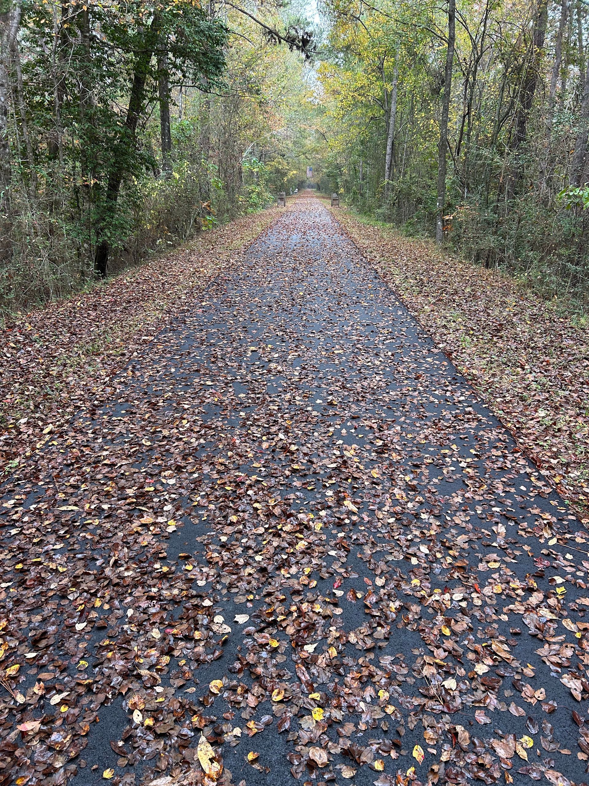 A car is driving down a dirt road in the woods.