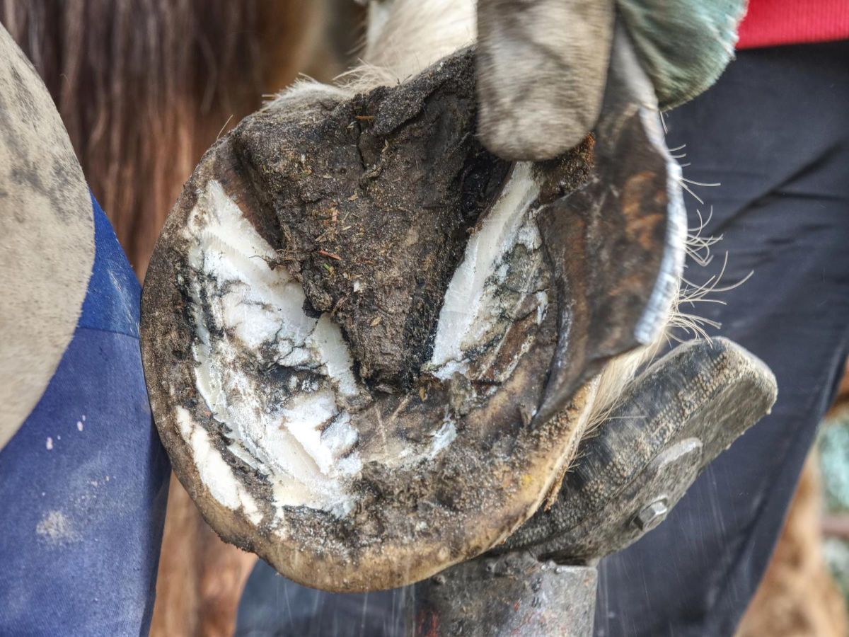 A close up of a person holding a horse 's hoof