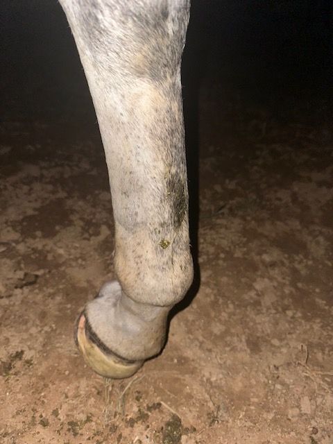 Horse's front leg; showing a swollen lower limb. Gray coat, hoof in focus, standing on dirt.