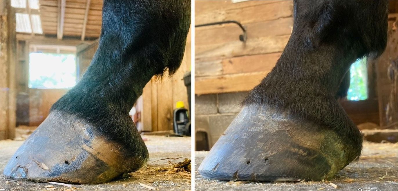 A horse 's hoof is shown before and after being groomed.