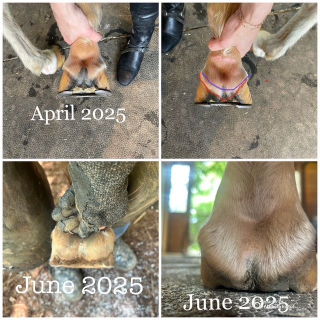 This pony is showcasing a prolapsed frog. The red lines illustrate the steep collapse of the frog, while the blue line shows where we aimed for it to be. 