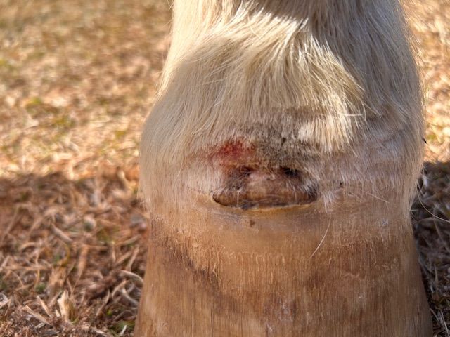 Horse leg with open wound, skin is light beige, in a dry, grassy outdoor setting.