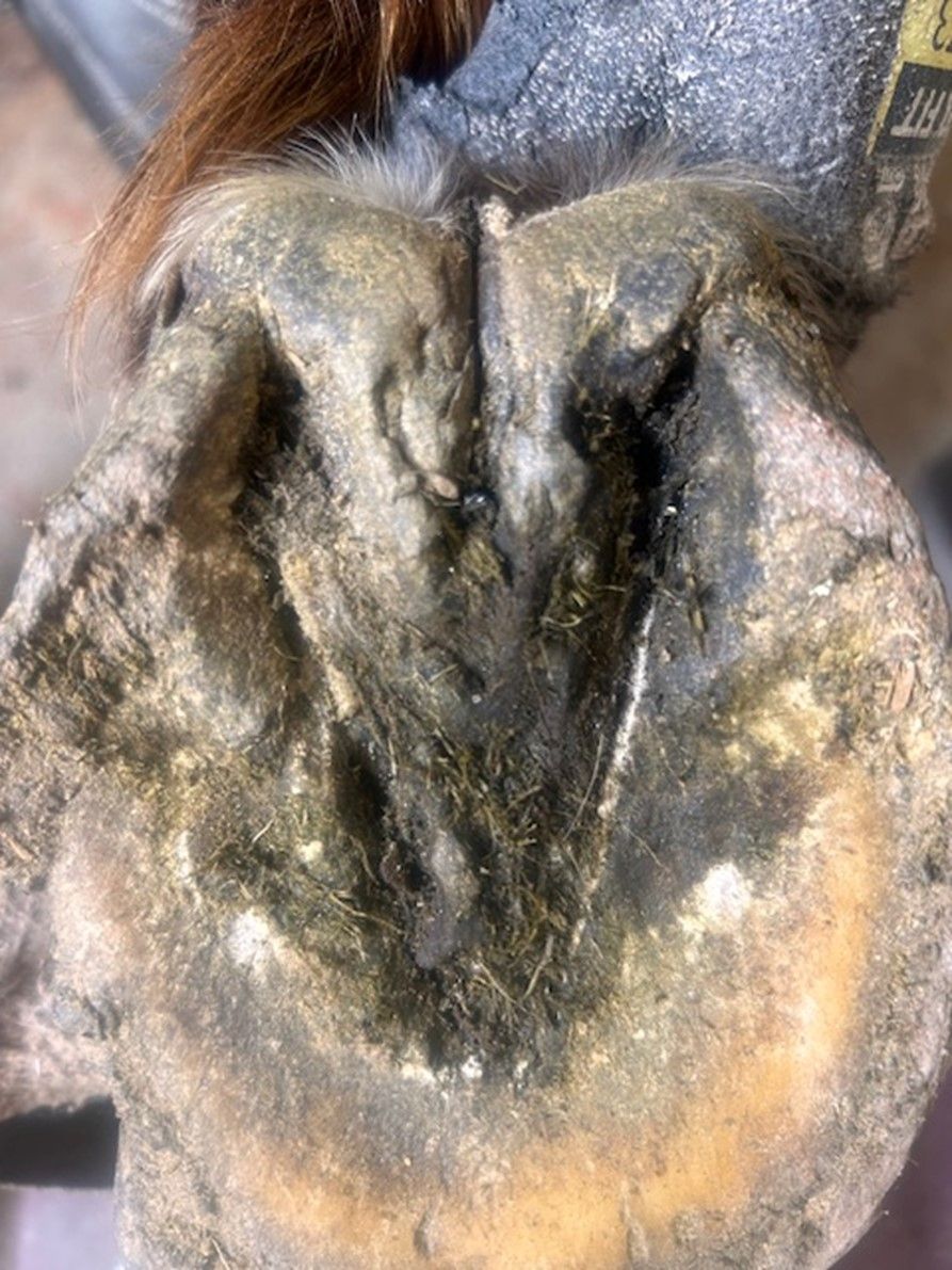 A close up of a horse 's hoof with a person holding it.