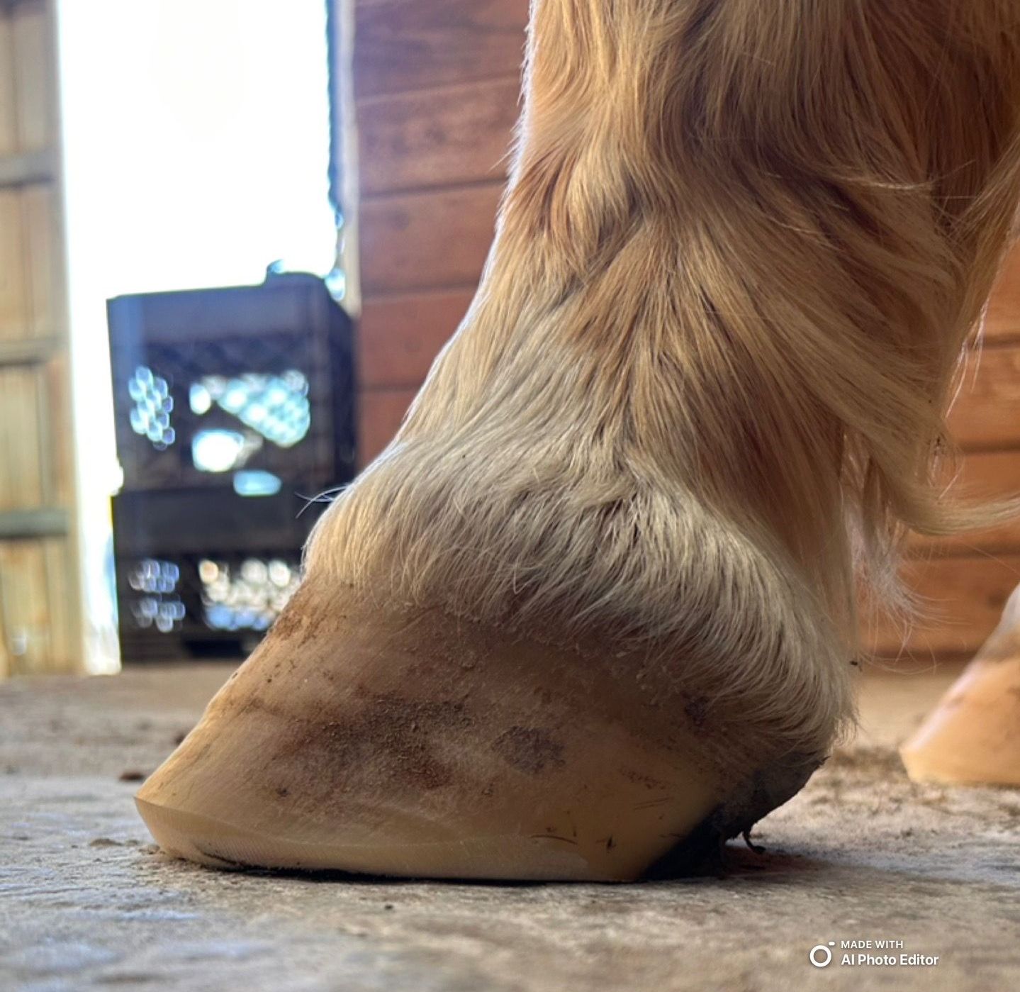 A close up of a horse 's foot with a crate in the background