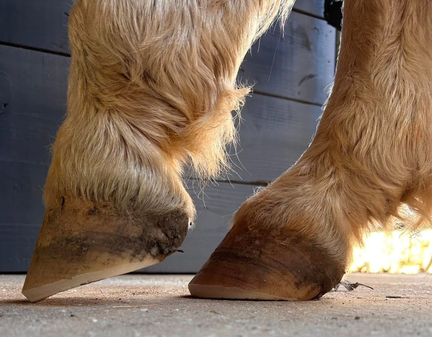 A close up of a horse 's legs and hooves