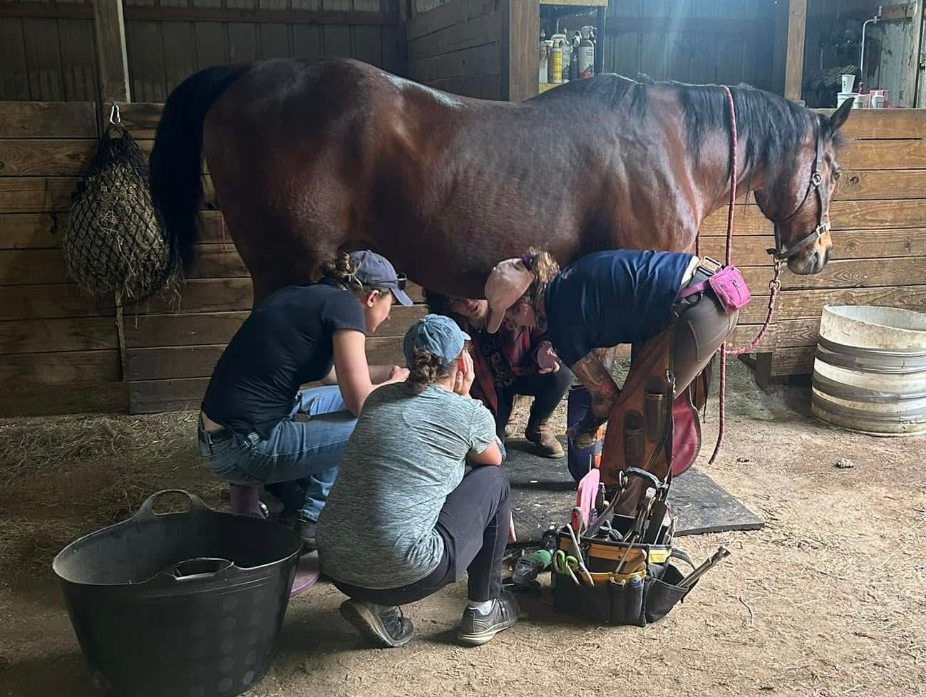 A group of people are kneeling around a horse in a barn.