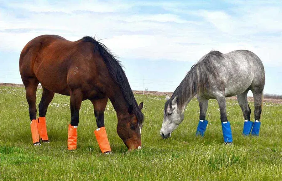 Two horses are grazing in a grassy field.