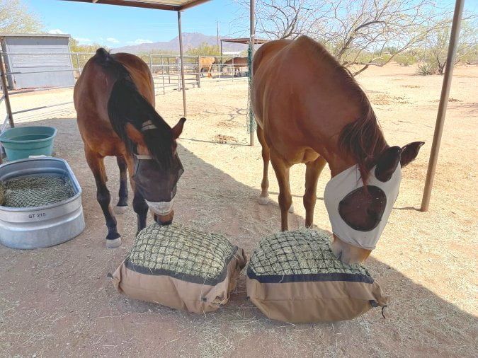 Two horses are eating hay from bags in the dirt.