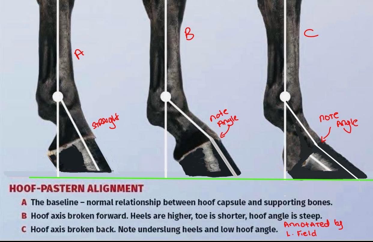 Photo and notations credited to Lindsay Fields of “The study of the equine hoof”