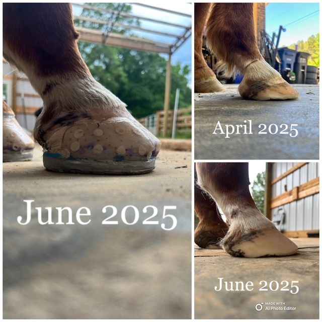 Over three trim cycles, we battled a few abscesses and severe thrush which kept him out of shoes while his owner did soaks and pathogen management. He stayed in boots during this time until he was clear to transition to shoes. He is VERY thin soled so we opted to put him in pads for extra comfort and speed metals for additional support/stability.