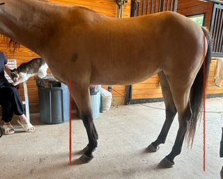 This horse is demonstrating a camped under, or “goat on a rock” posture. Note the red plum lines show an ideal square stance. A camped under posture is highly taxing on the body and is energy inefficient. Furthermore, it interferes with the horse’s proprioception and nervous system. (more to come in future articles)