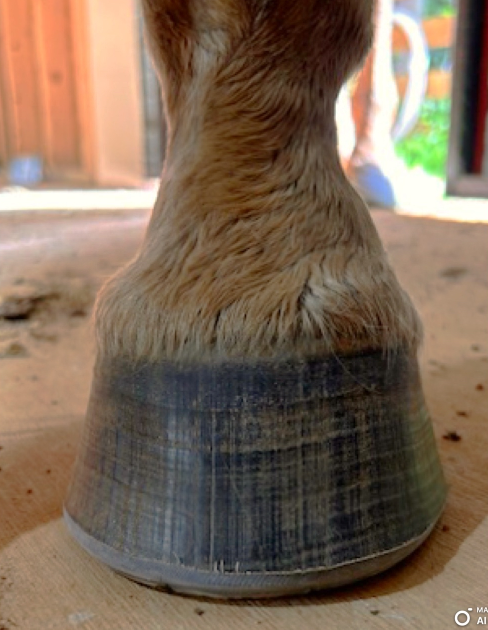 A close up of a horse 's hoof on a wooden floor.