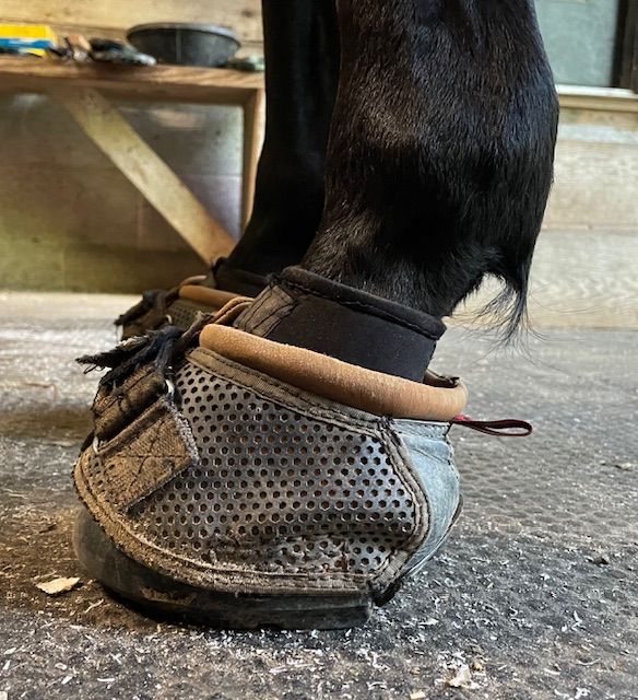 A close up of a horse 's foot wearing a shoe