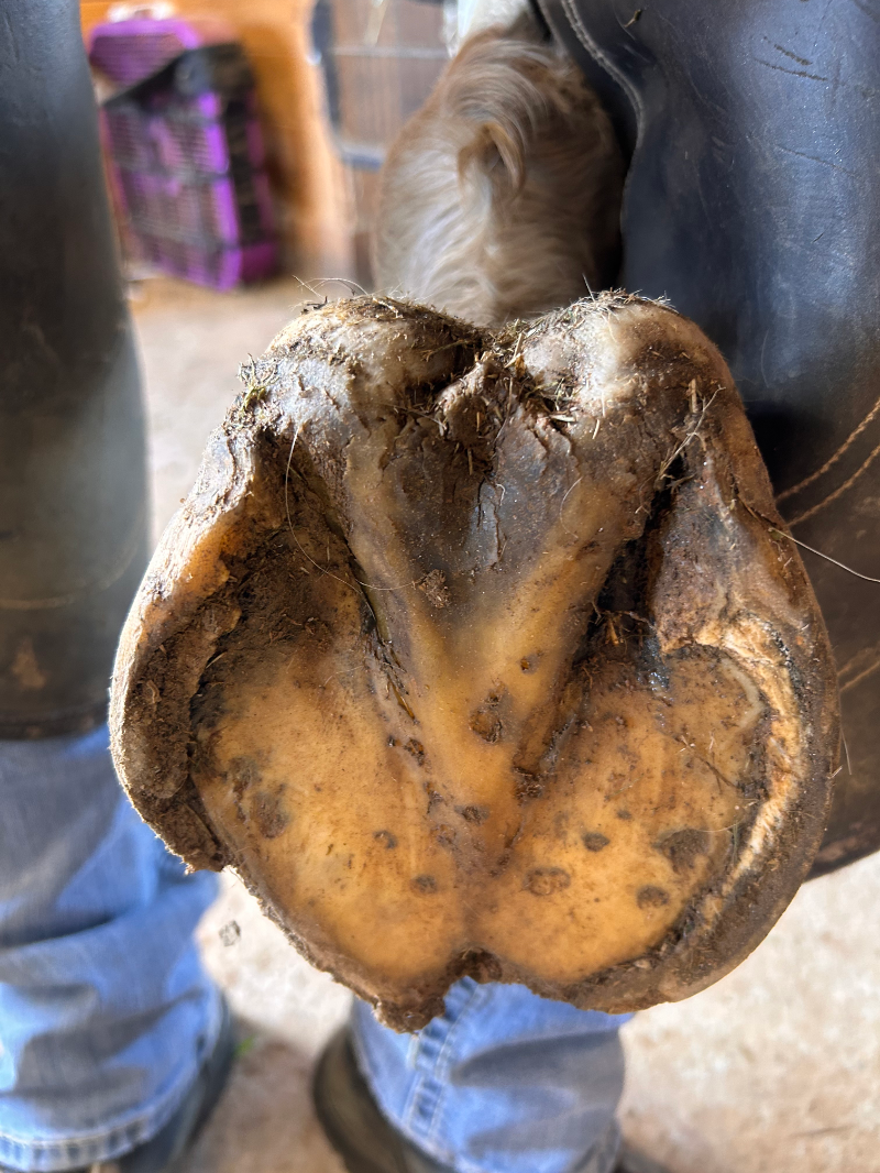 Horse Hoof Management