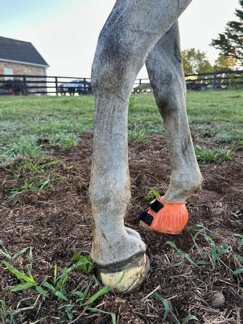 Horse's legs in a muddy field. One leg has an orange hoof boot.