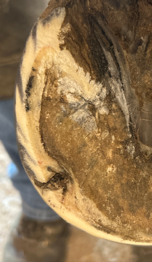 Close-up of a horse hoof, showing the sole, frog, and outer wall; tan, white, and dark brown colors.