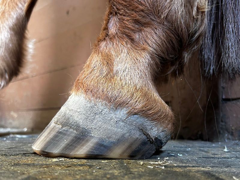 A close up of a horse 's hoof on a wooden surface.