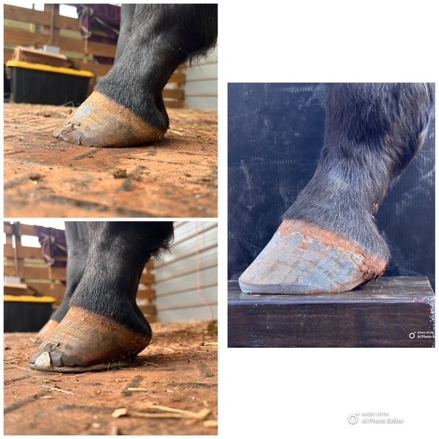 Horse hoof care