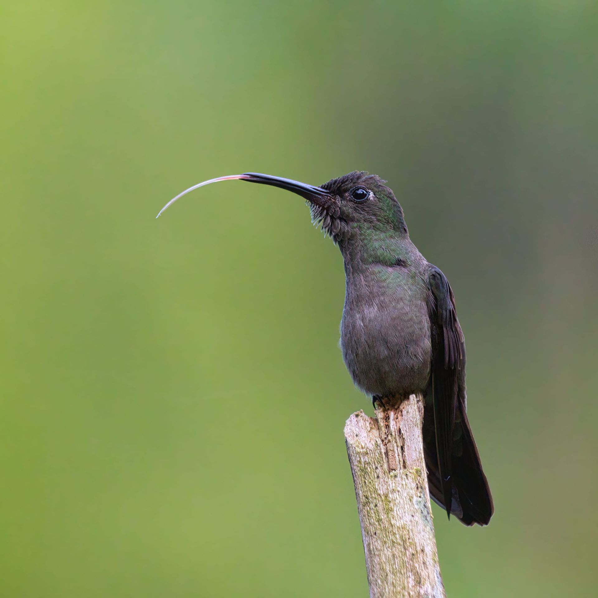 Observação de Aves em Joinville - Birdwatchig