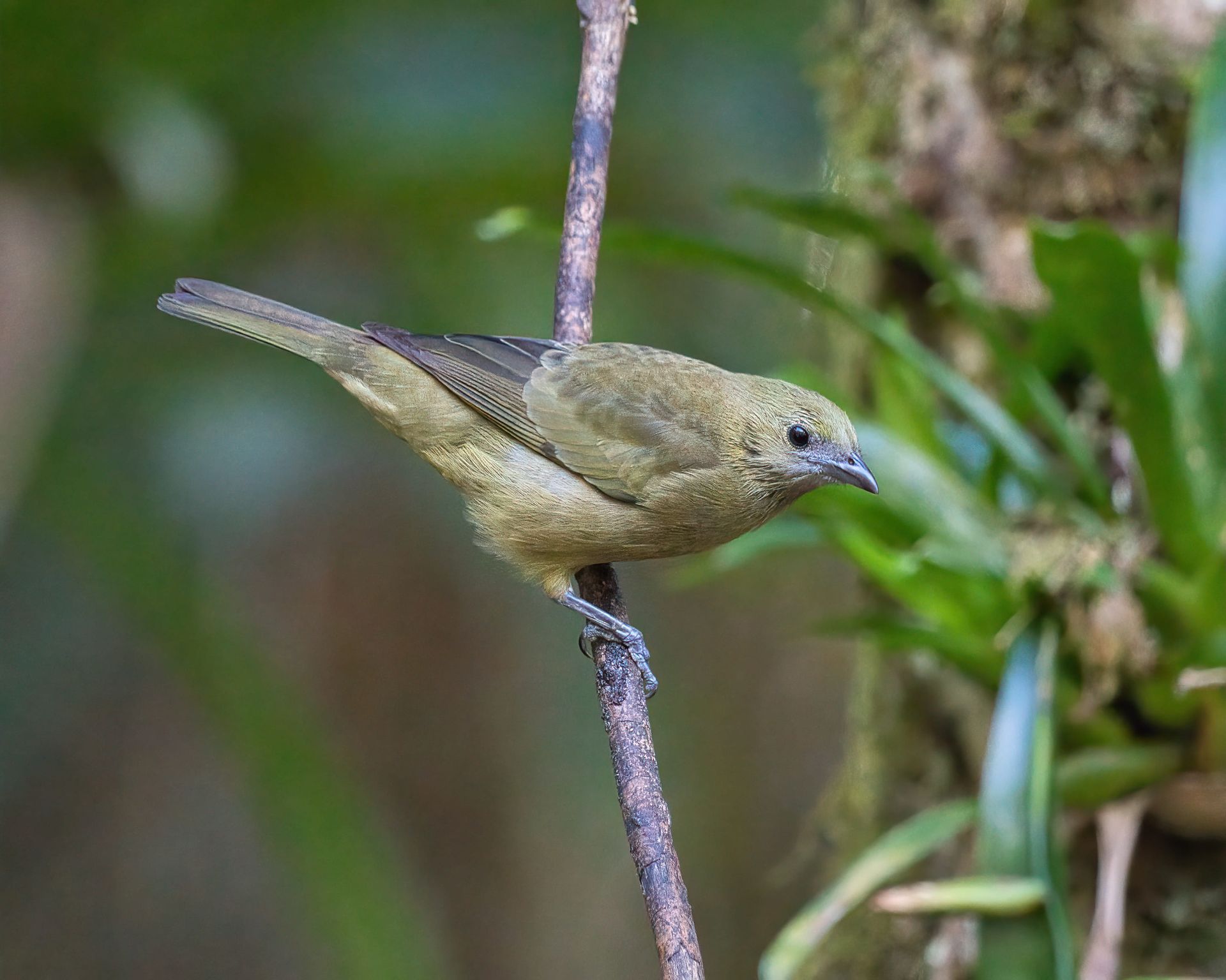 Observação de Aves em Joinville- birdwatching